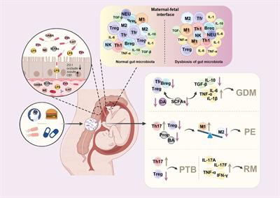 Maternal gut microbiota in the health of mothers and offspring: from the perspective of immunology